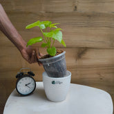 Schefflera Golden Amate, with 5.5 inches white decor pot
